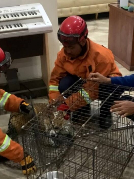 Damkar Evakuasi Anjing Ngamuk dan Serang Pemiliknya