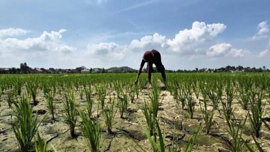 Dampak Adanya Fenomena El Nino di Indonesia