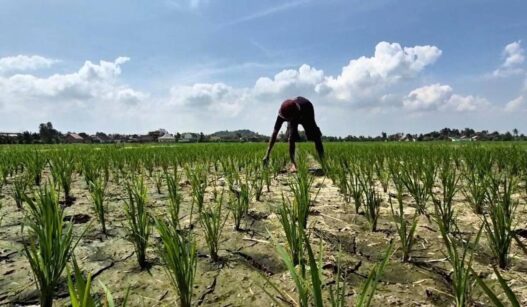 Dampak Adanya Fenomena El Nino di Indonesia