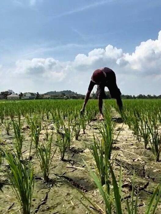 Dampak Adanya Fenomena El Nino di Indonesia