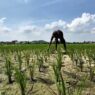 Dampak Adanya Fenomena El Nino di Indonesia