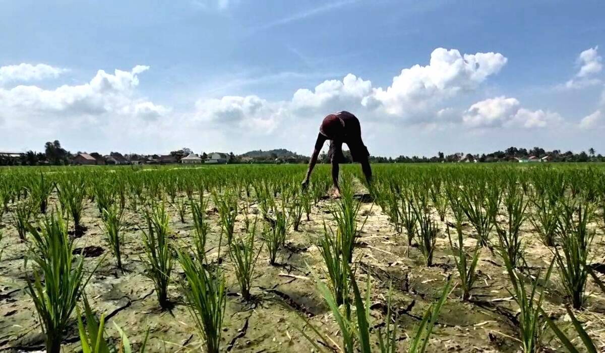 Dampak Adanya Fenomena El Nino di Indonesia