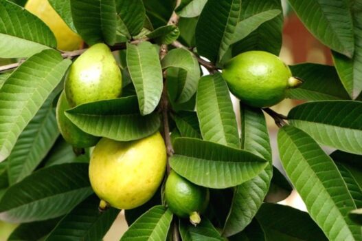 Daun Jambu Biji