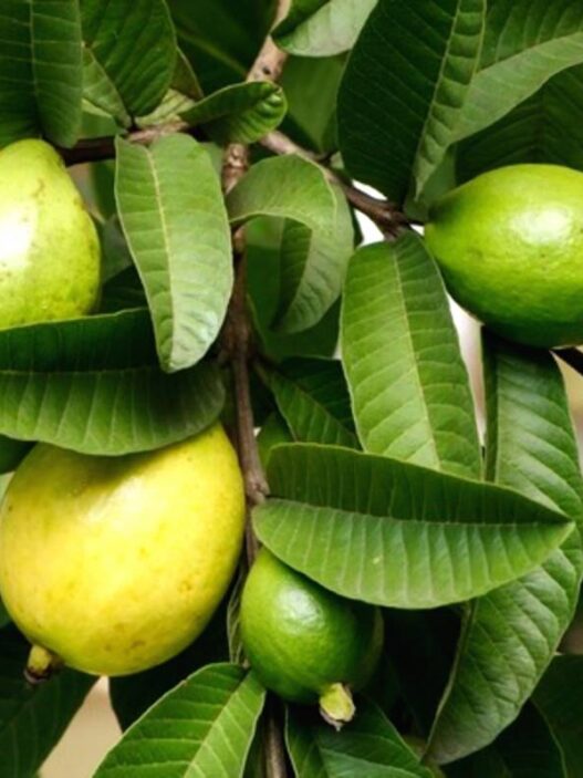 Daun Jambu Biji
