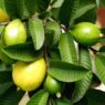 Daun Jambu Biji
