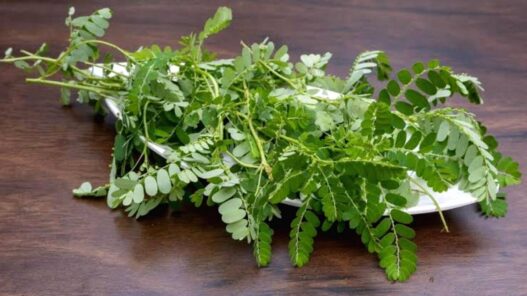 Daun Meniran