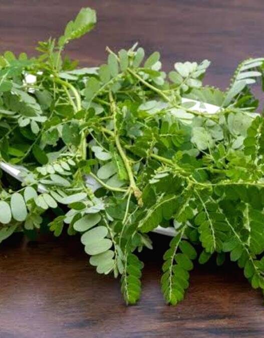 Daun Meniran