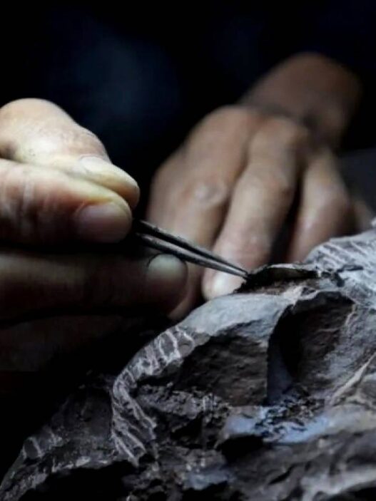 Dinosaurus Berusia 210 Juta Ditemukan