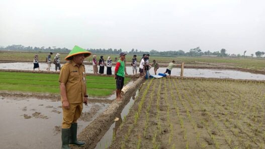 DPPP Pasang Perangkap Tikus Ramah Lingkungan