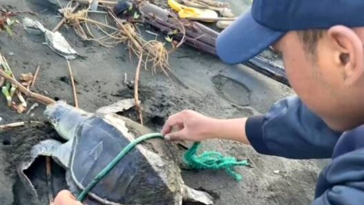 Dua Penyu Lekang Terdampar di Pantai Cilacap