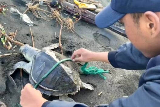 Dua Penyu Lekang Terdampar di Pantai Cilacap