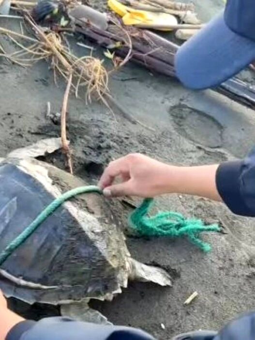 Dua Penyu Lekang Terdampar di Pantai Cilacap
