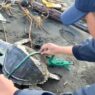 Dua Penyu Lekang Terdampar di Pantai Cilacap