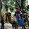 Eks Dirut Kebun Binatang Surabaya Jadi Tersangka