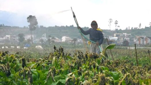 Embun Upas Bikin Petani Menangis