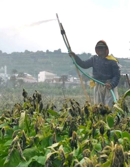 Embun Upas Bikin Petani Menangis