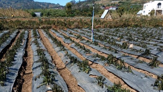 Embun Upas Rusak 30 Hektare Tanaman Kentang