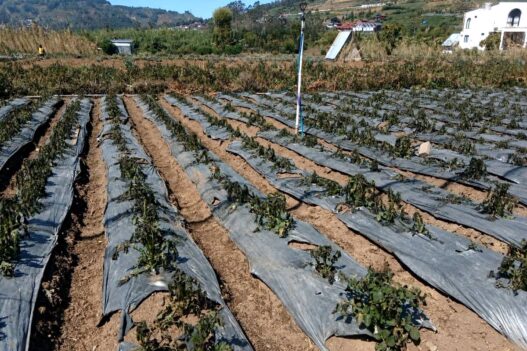 Embun Upas Rusak 30 Hektare Tanaman Kentang