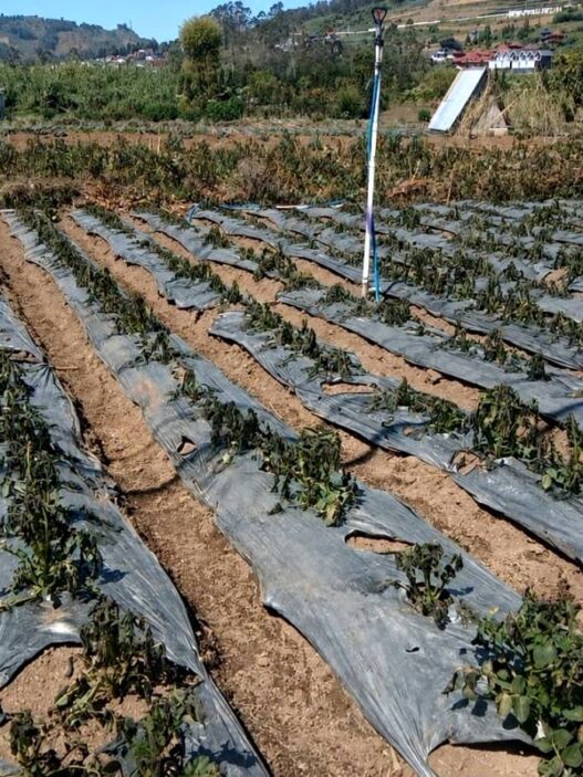 Embun Upas Rusak 30 Hektare Tanaman Kentang