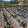 Embun Upas Rusak 30 Hektare Tanaman Kentang