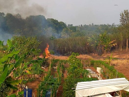 Empat Karhutla dalam Dua Pekan