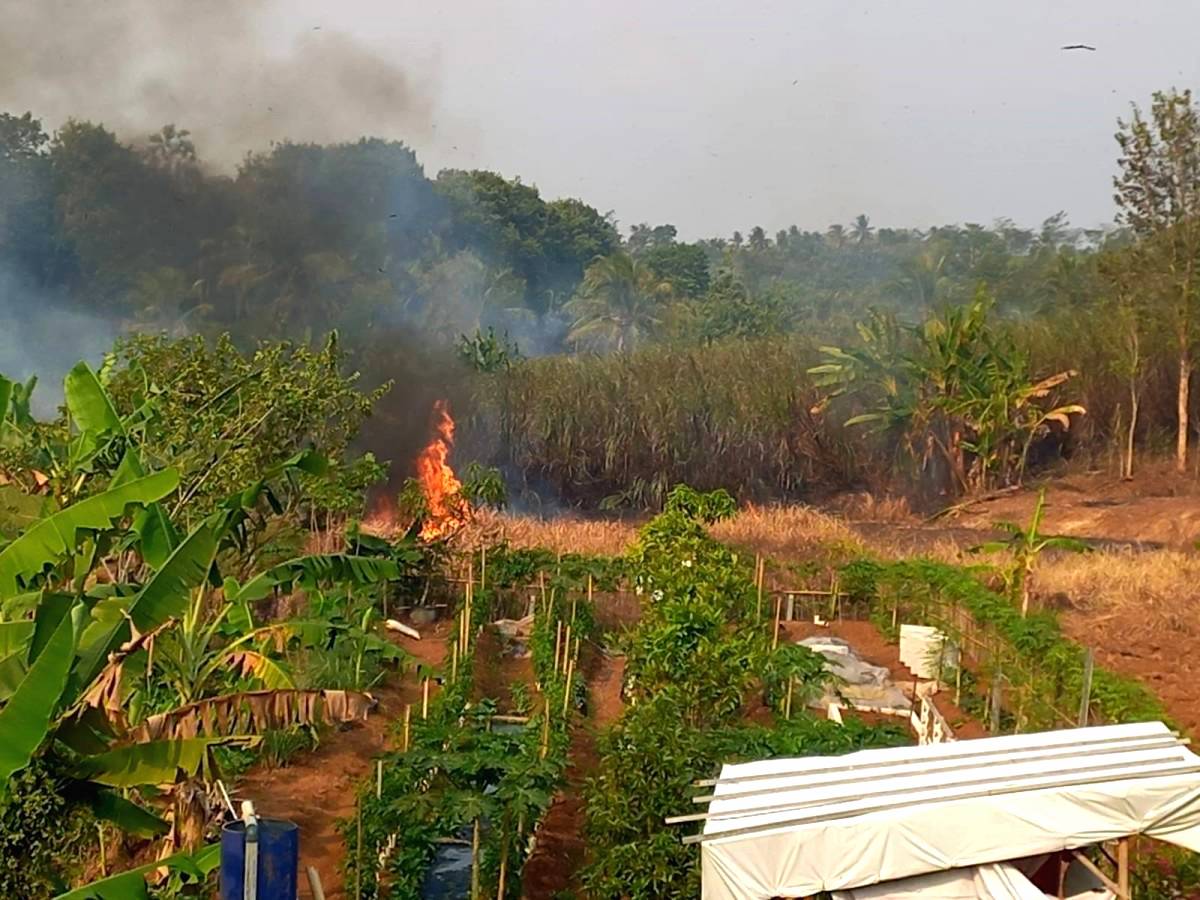 Empat Karhutla dalam Dua Pekan