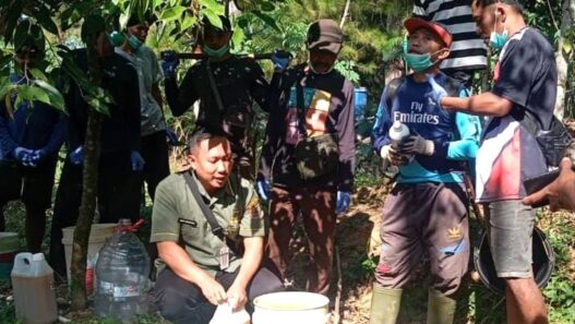 Hama Rusak 30 Persen Tanaman Cengkeh