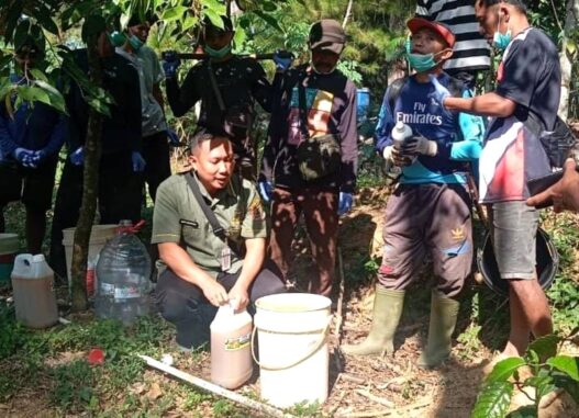 Hama Rusak 30 Persen Tanaman Cengkeh