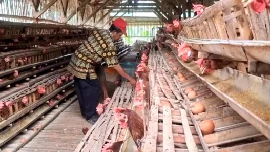 Harga Acuan Ayam dan Telur Ditetapkan