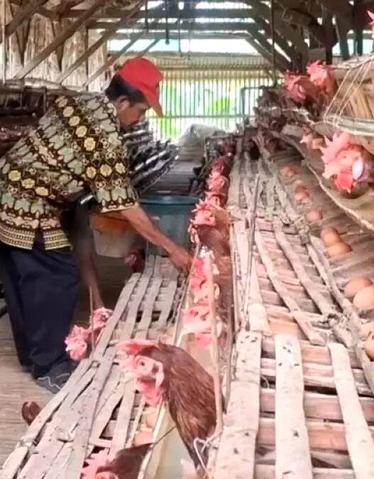 Harga Acuan Ayam dan Telur Ditetapkan
