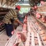Harga Acuan Ayam dan Telur Ditetapkan