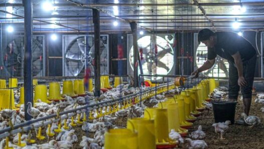 Harga Ayam Hidup Naik Jadi Rp 19.500 per Kg