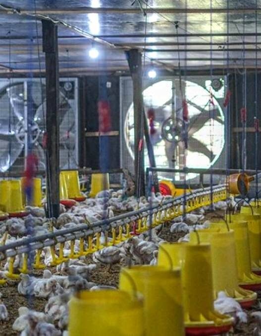 Harga Ayam Hidup Naik Jadi Rp 19.500 per Kg