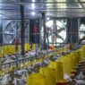 Harga Ayam Hidup Naik Jadi Rp 19.500 per Kg