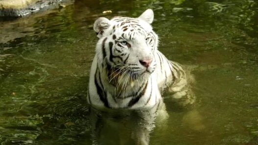 Harimau Putih Ikonik Night Safari Mati