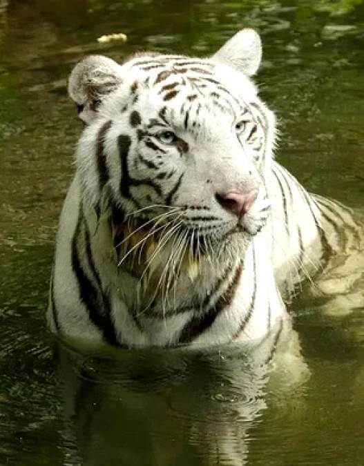 Harimau Putih Ikonik Night Safari Mati