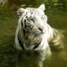 Harimau Putih Ikonik Night Safari Mati