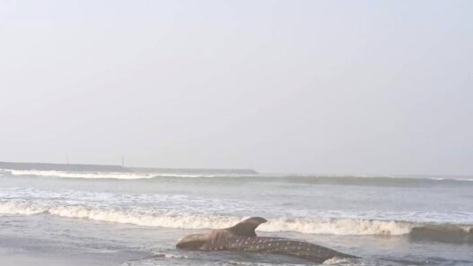 Hiu Paus Mati Terdampar di Pantai Bleberan
