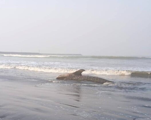 Hiu Paus Mati Terdampar di Pantai Bleberan