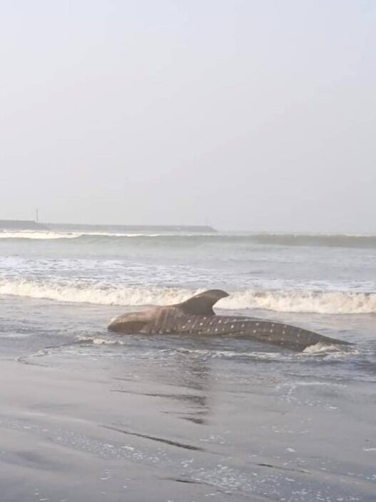 Hiu Paus Mati Terdampar di Pantai Bleberan