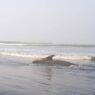Hiu Paus Mati Terdampar di Pantai Bleberan