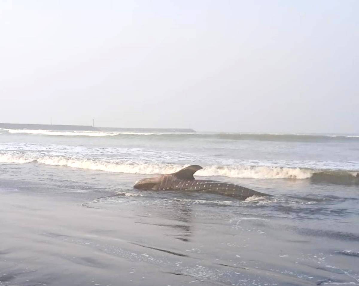 Hiu Paus Mati Terdampar di Pantai Bleberan