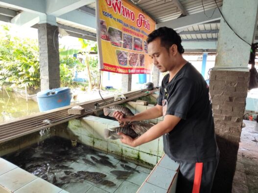 Ikan Air Tawar Tak Dilirik Dapur MBG