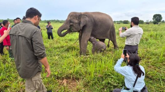 Inpres Jadi Tonggak Perlindungan Gajah Sumatera