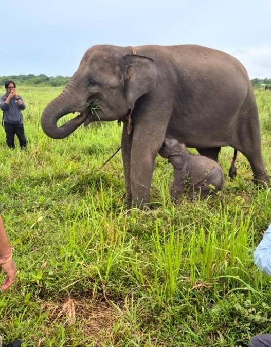 Inpres Jadi Tonggak Perlindungan Gajah Sumatera