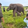 Inpres Jadi Tonggak Perlindungan Gajah Sumatera