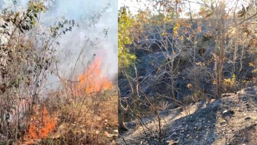Kebakaran Hutan Terjadi di Sejumlah Kabupaten di Jawa Timur