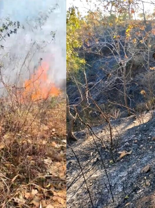 Kebakaran Hutan Terjadi di Sejumlah Kabupaten di Jawa Timur