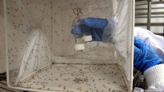 Kembangkan Nyamuk Rekayasa Perangi Malaria