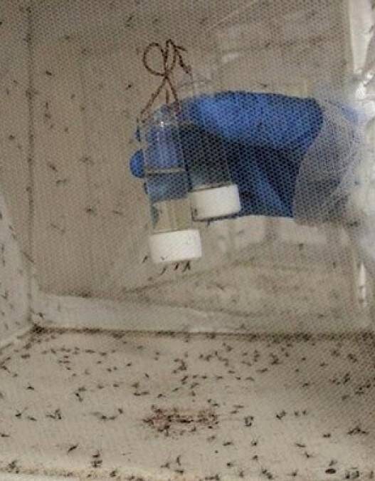 Kembangkan Nyamuk Rekayasa Perangi Malaria